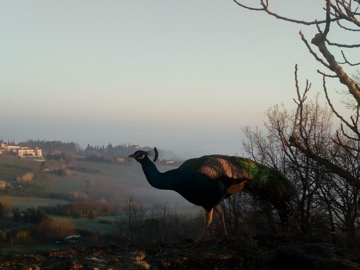 La Cana Dolce Bertinoro Exteriör bild